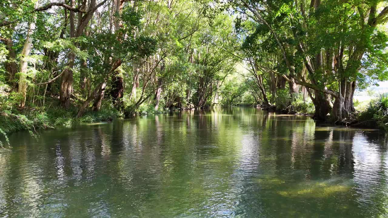 A tranquil river flows through dense, sunlit forest in Bellingen, Australia, captured with smooth camera movement and natural lighting