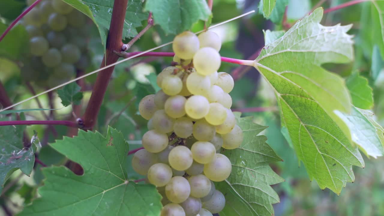 jugosas uvas blancas colgando de la rama de la vid