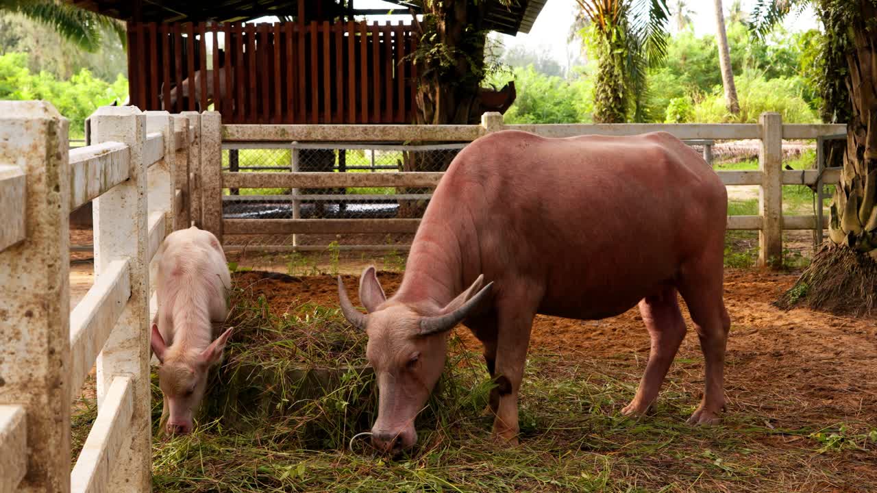Adult albino water buffalo feeds alongside young calf in outdoor pen surrounded by wooden fencing and lush tropical vegetation at JW Marriott Khao Lak family farm experience