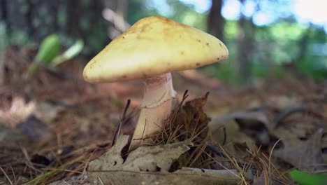 mushroom in wooded forest floor (pan left to right)