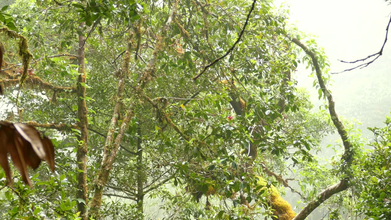 Small birds searching for food in a tropical jungle
