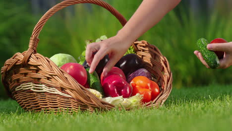 picking fresh vegetables from a basket in a garden