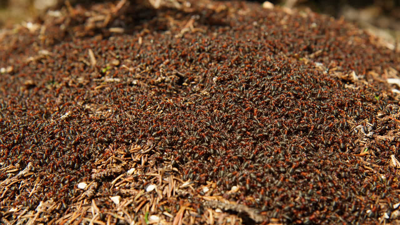 Swarm Of Ants Covering Mound On Forest Floor Under The Sunlight. closeup shot