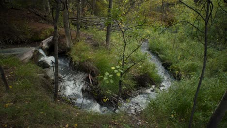 Creek-in-forest-at-autumn-with-white-flora