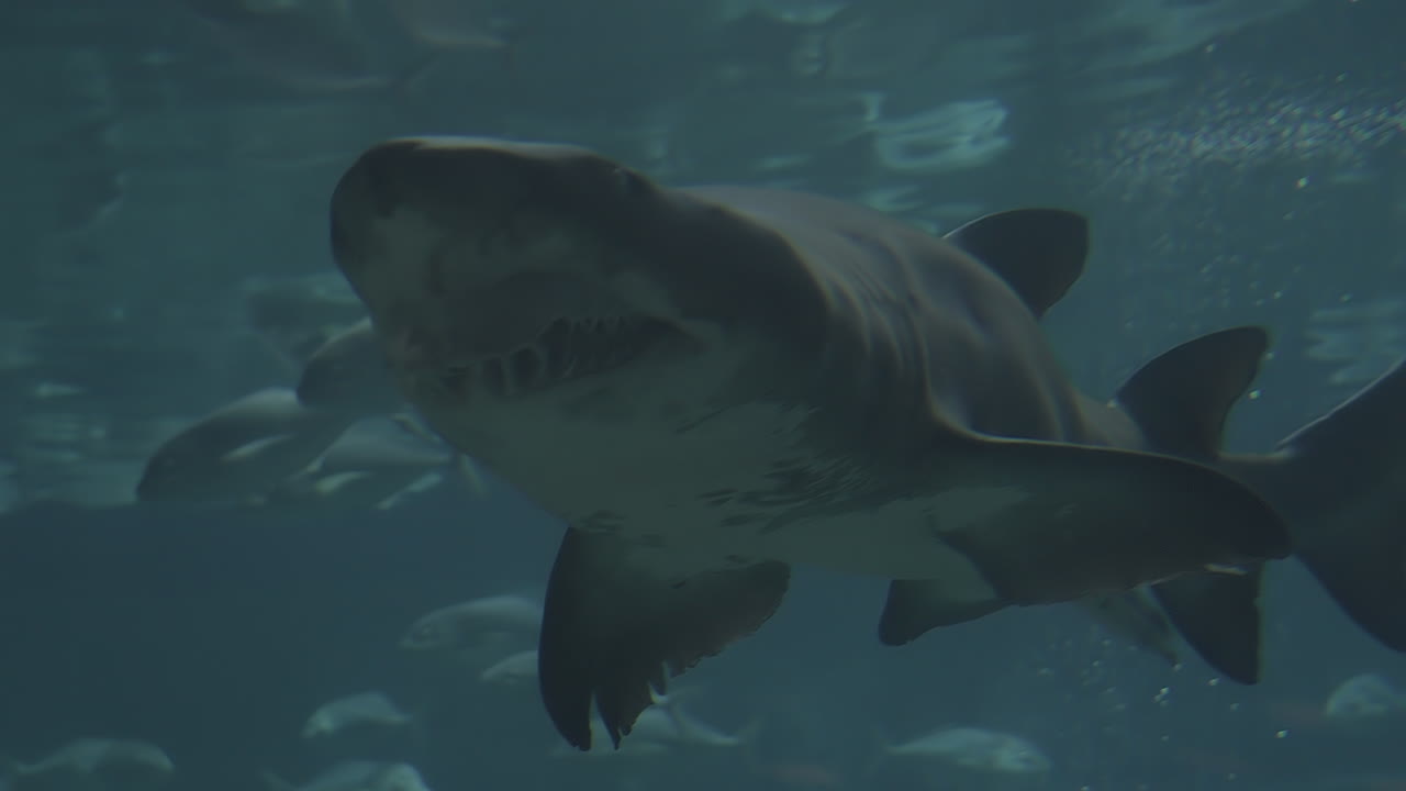 Close-up underwater view of a shark with its mouth slightly open