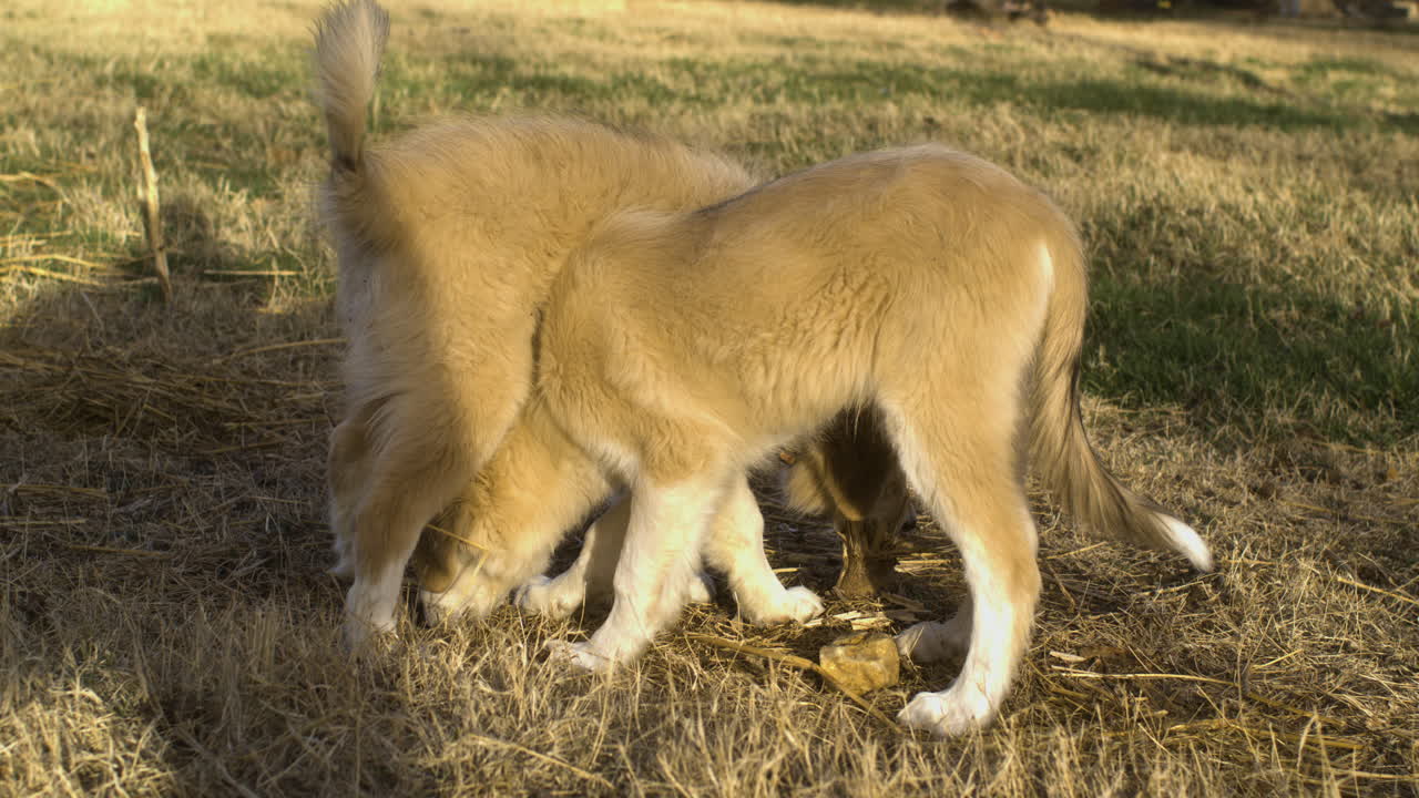 twee speelse honden die de grond snuiven en gras eten op het gouden uur, buiten op de boerderij