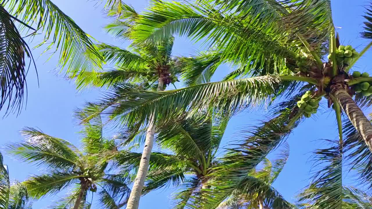 Bright palm trees sway against a clear blue sky in the Philippines.