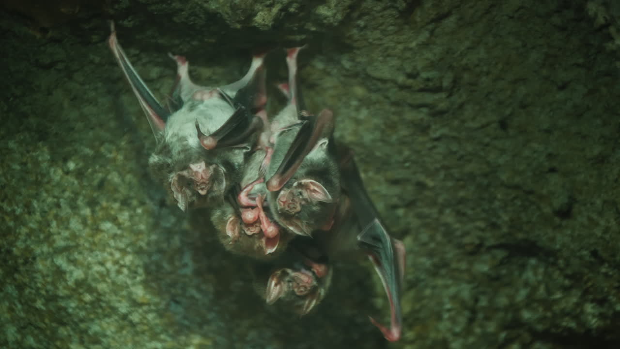 una colonia de ratones vampiros colgando boca abajo en el techo de una cueva oscura