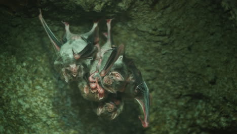Eine-Kolonie-Von-Vampirmäusen,-Die-Kopfüber-An-Der-Decke-Einer-Dunklen-Höhle-Hängt