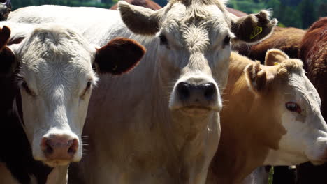 primer plano del rebaño de vacas pastando en pastos en nueva zelanda