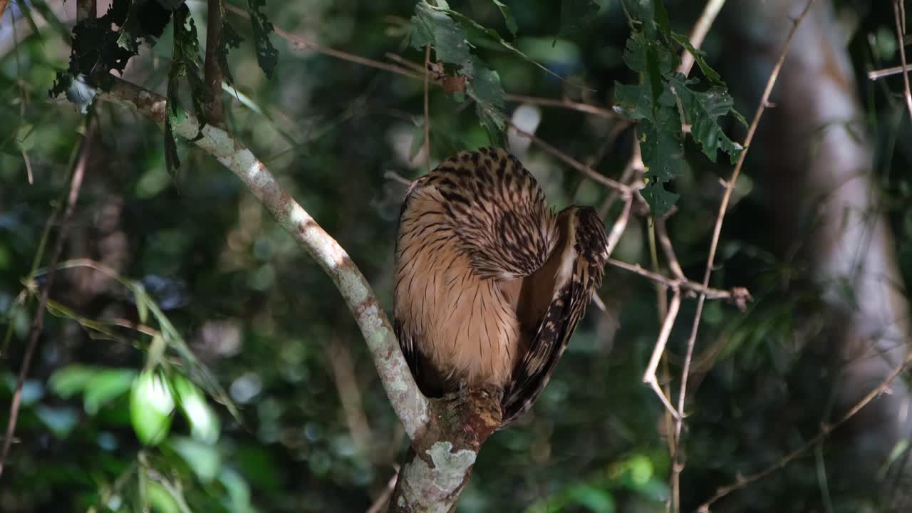 búho de pez buffy, ketupa ketupu visto encaramado en el bosque mientras las luces reflejadas en el arroyo brillan sobre él mientras se acicala bajo el ala izquierda en el parque nacional khao yai, tailandia