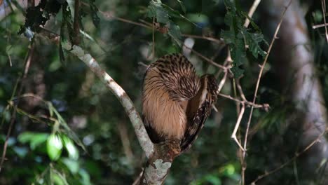 Buffy-Fish-Owl,-Ketupa-ketupu-seen-perched-within-the-forest-while-lights-reflected-from-the-stream-shine-on-it-as-it-preens-under-left-wing-in-Khao-Yai-National-Park,-Thailand