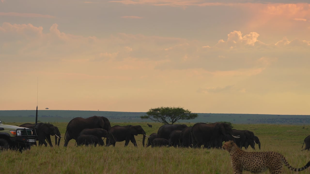 Guepardo Selvagem Observando Elefantes Pelas Savanas Africanas.