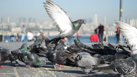 pigeons feeding and flying in a city square
