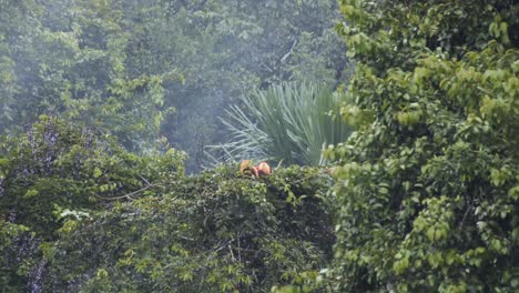 orangutans in the rainforest