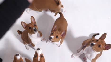 group of small dogs sit and wait for owner to feed dog snack in slow motion