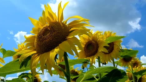 field of sunflowers against the sky. cultivation of sunflowers. summer