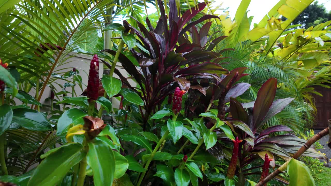 Garden croton tropical luxurious plants exotic nature flowers Sri Lanka