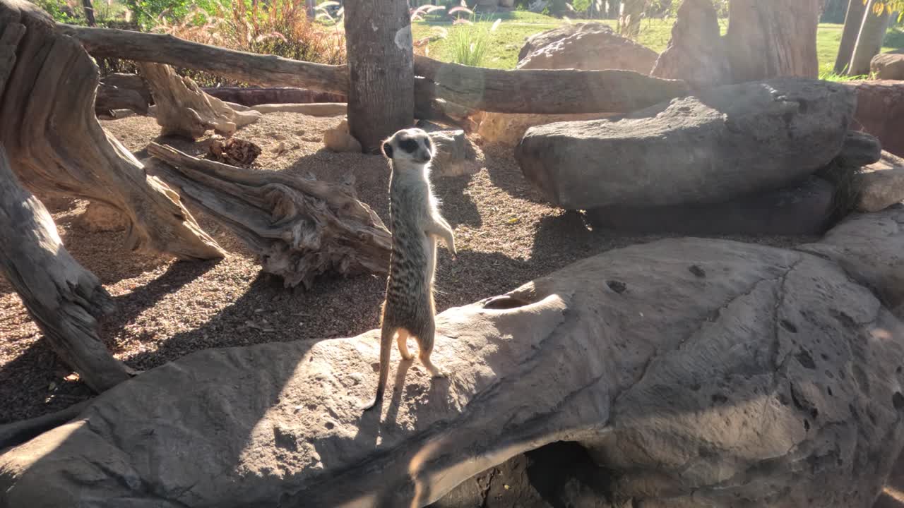 suricata en alerta en la roca en el recinto