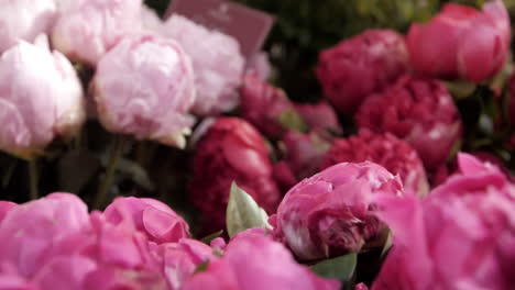 high-quality slow-motion video featuring light and dark pink peonies, with an unreadable sign on the right