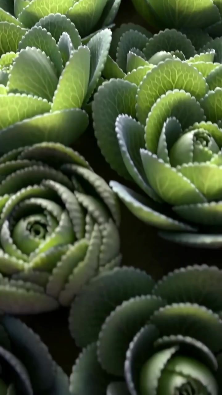 Vertical video: Sliding camera revealing scalloped succulent rosettes on tray, to show leaf texture