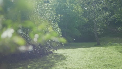 Kätzchensamen-Wehen-Im-Wind,-Frühlingssonne,-Zeitlupe