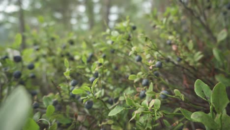 Wilde-Reife-Blaubeeren-Wachsen-Auf-Waldstrauch,-Schieber-Zum-Wegziehen-Sichtbar