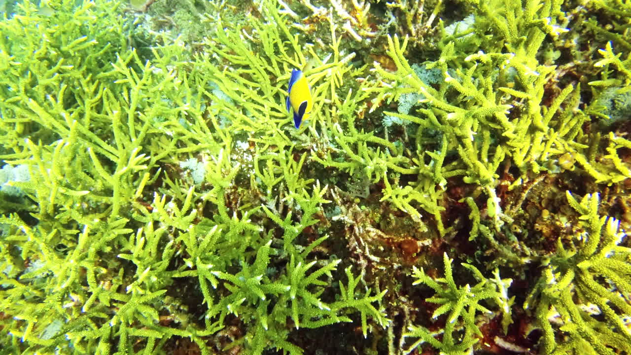 산호초를 가로질러 길을 찾고 있었습니다.