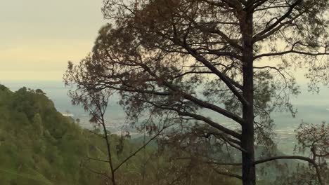 scenic views of kasauli in india with tall trees