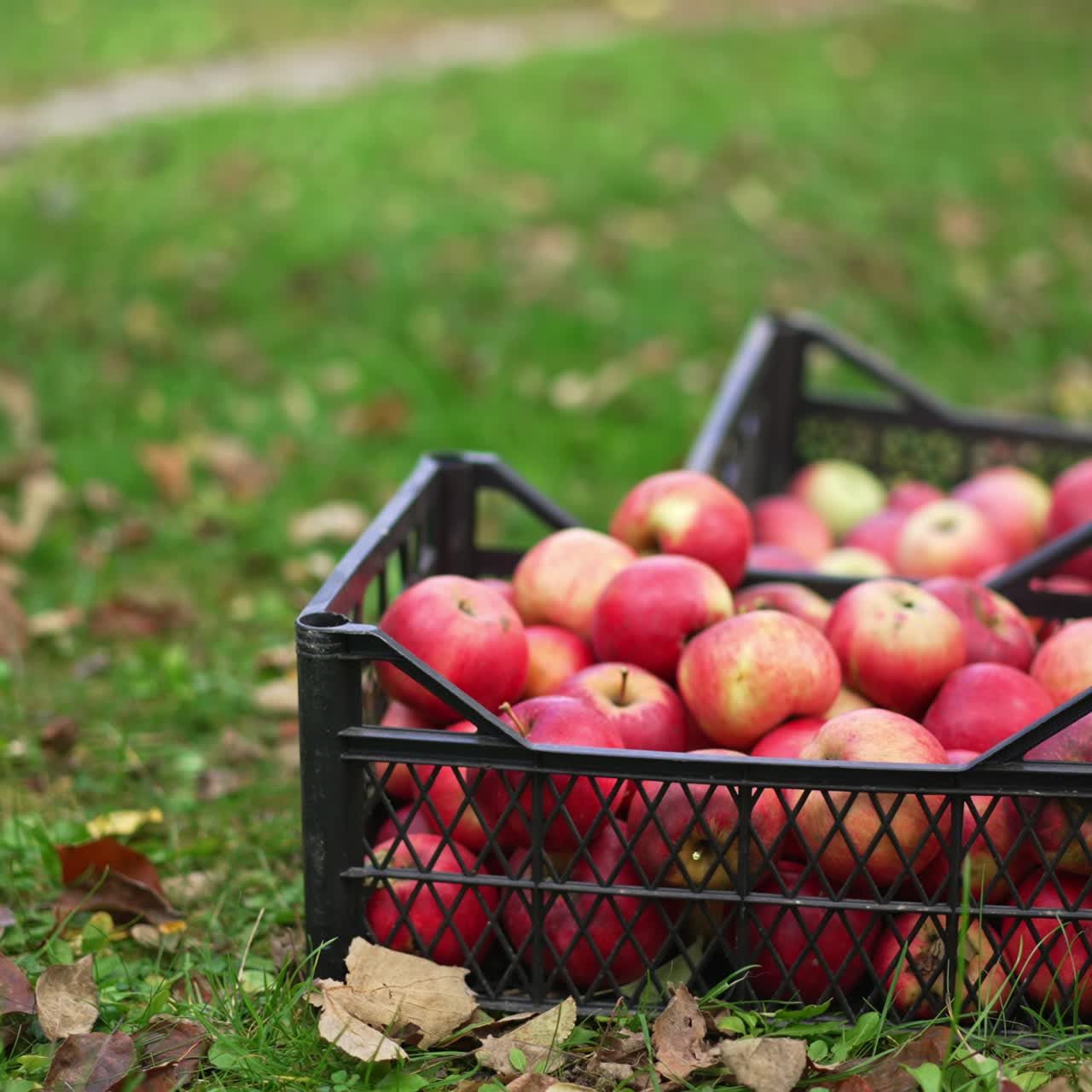 Two full boxes of ripe red apples on the green grass. Man comes up and puts one more box nearby. Blurred backdrop
