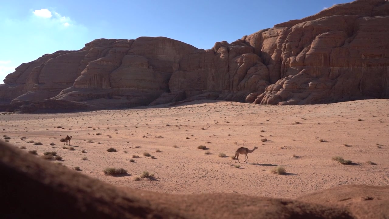 Immagini affascinanti di un cammello solitario che si fa strada attraverso il vasto e drammatico paesaggio desertico rosso di Wadi Rum, una scena iconica e senza tempo in una delle destinazioni più mozzafiato della Giordania