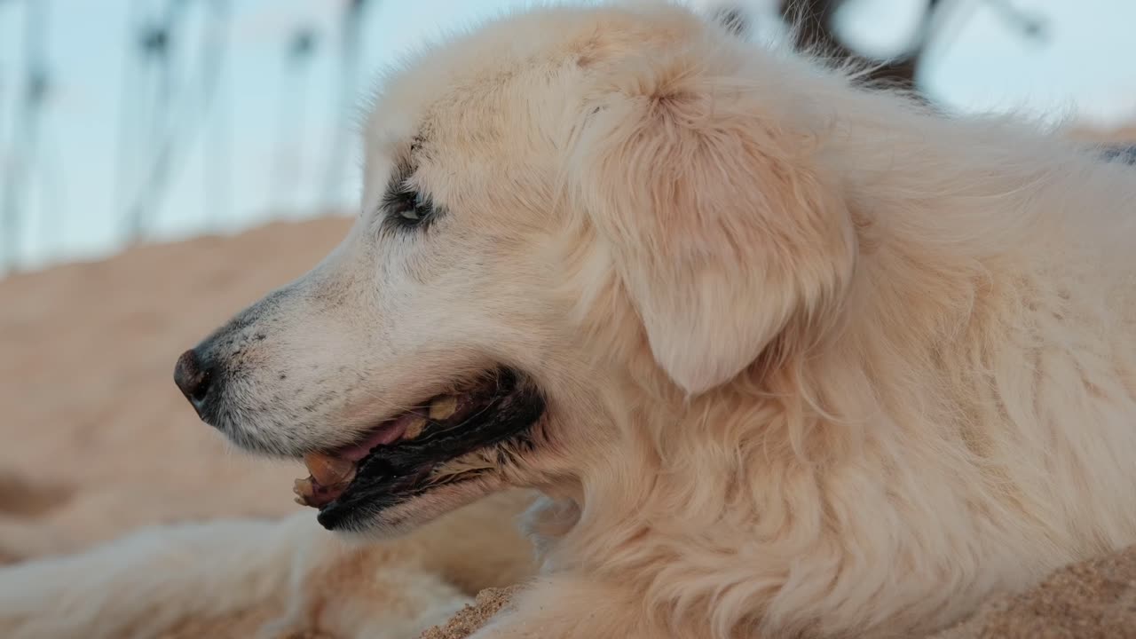 Close-up of a senior Golden Retriever resting peacefully on a Maui beach, with warm tones and gentle expression. Ideal for pet, wellness, or emotional storytelling content