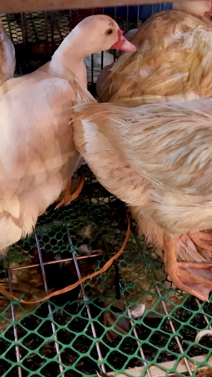 한 무리의 오리 들 이 함께 먹이 를 먹고 있다