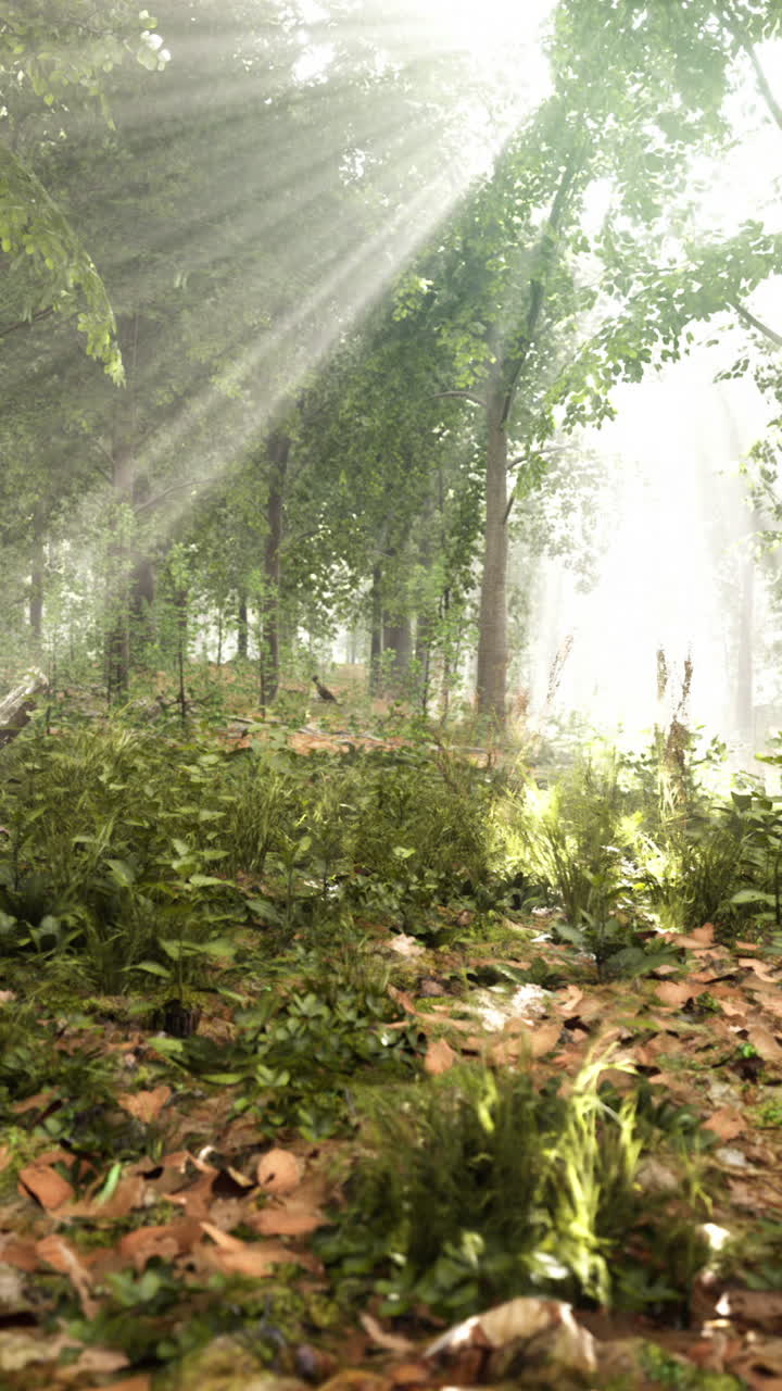 자연에서 빛나는 빛