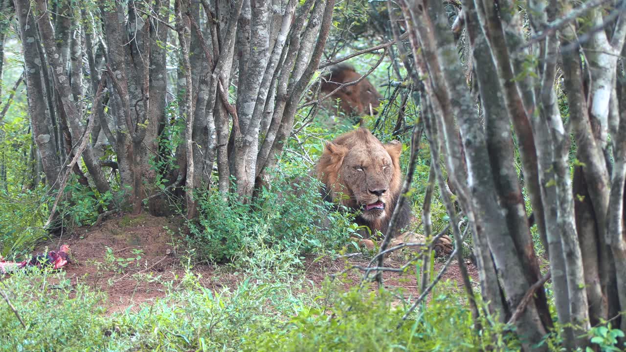 los leones machos descansan a la sombra de una parte densamente boscosa de la reserva de caza