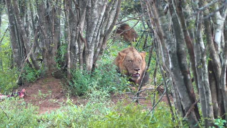 Los-Leones-Machos-Descansan-A-La-Sombra-De-Una-Zona-Densamente-Boscosa-De-La-Reserva-De-Caza.