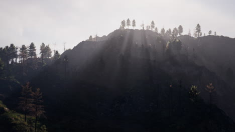 tatras mountains covered by green pine forests