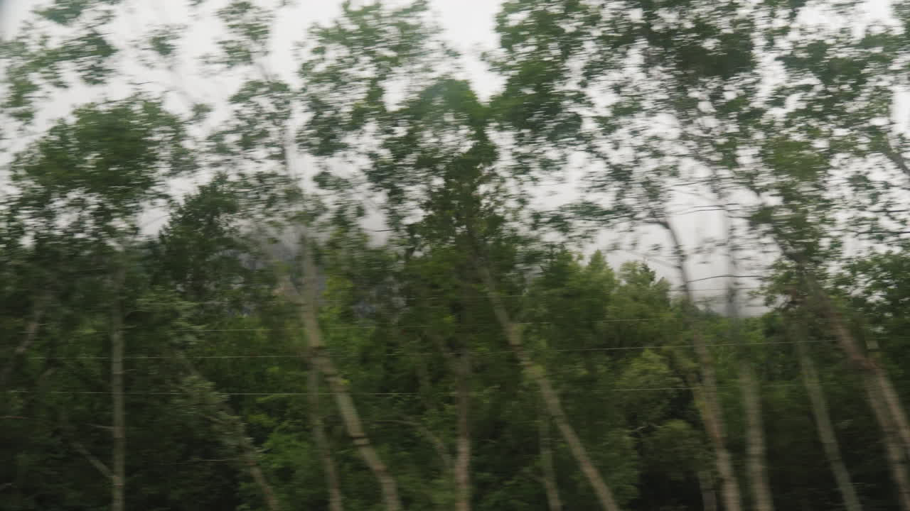 산에서 시야가 좋지 않은 차창에서 숲의 전망을 따라 안개 속으로 가다