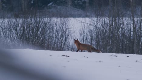 red fox on field in winter evening dusk hunting for food