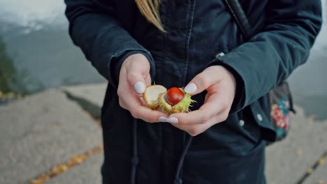 Close-up-of-a-girl-opening-a-chestnut-by-removing-the-thorny-skin-in-slow-motion