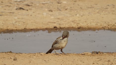 house sparrow (passer domesticus) standing by a puddle in the desert