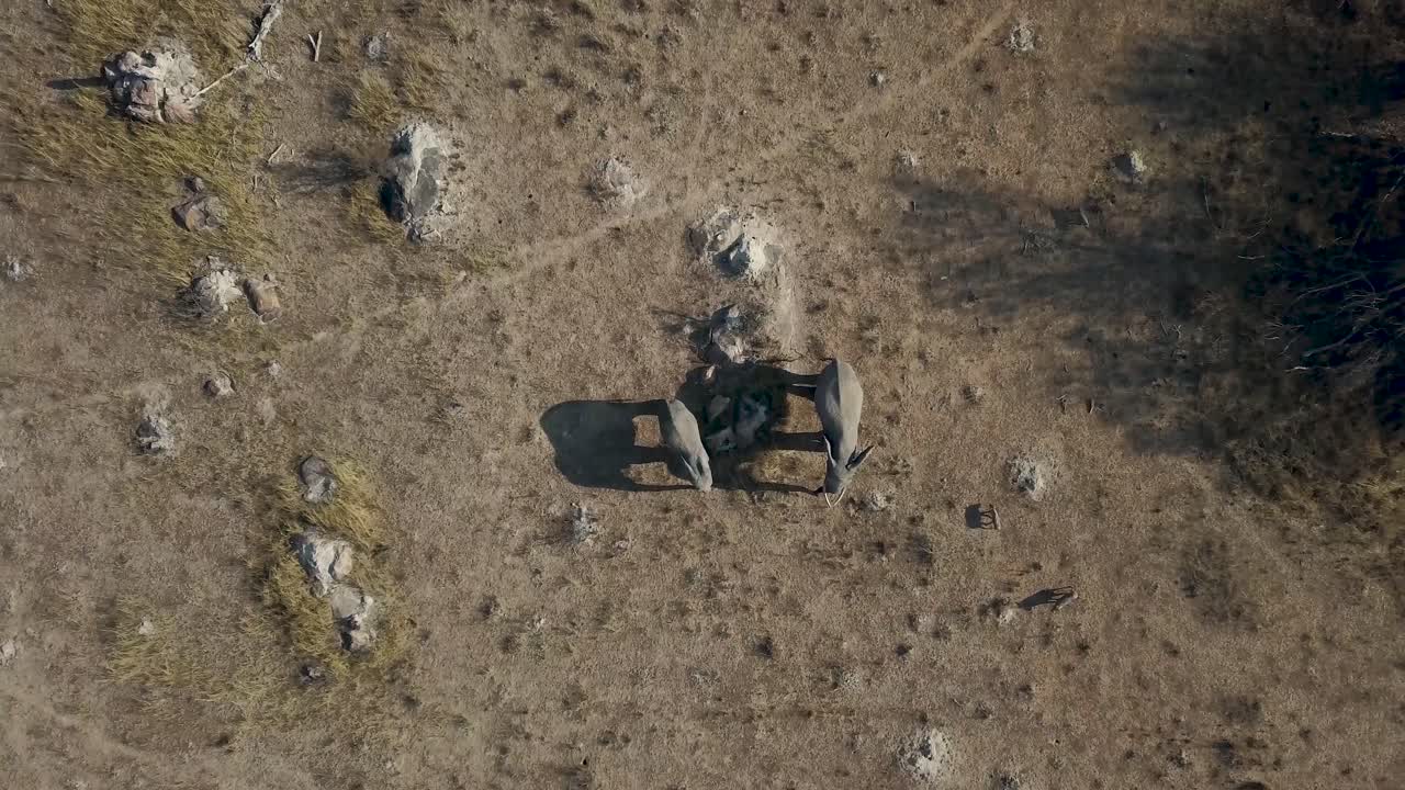 Birds-eye view of two elephants grazing in the African bush, scaring off a group of warthogs, as the camera pans upwards