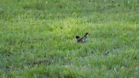 american robin flying low over lush green lawn