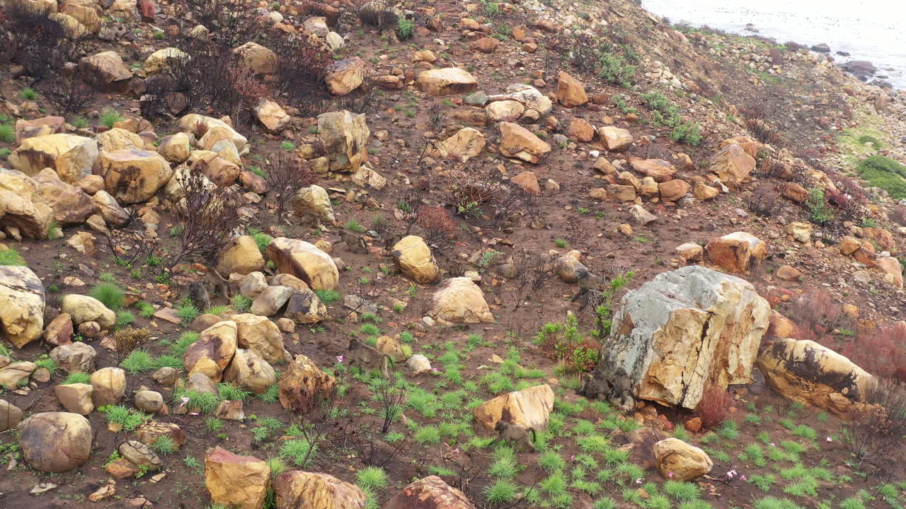 una foto aérea de un grupo de papio ursinus moviéndose a través del terreno accidentado