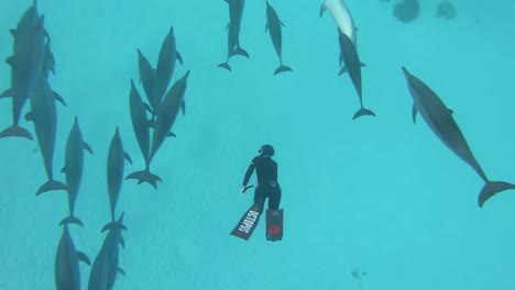 scuba diver swimming in the red sea with swarm of dolphins