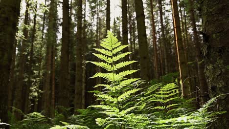 Hermoso-Helecho-Verde-Que-Sopla-En-El-Viento-En-Un-Bosque-De-Pinos-En-Las-Tierras-Altas-Escocesas---Tiro-Estático-De-ángulo-Bajo