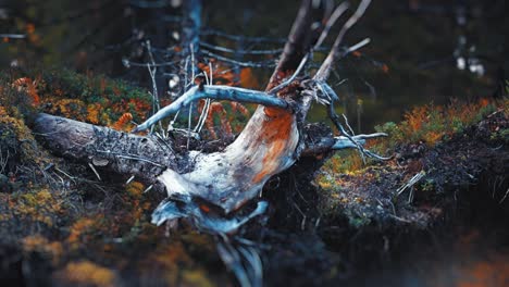 a forest floor in autumn, showing the intricate network of tree roots and stumps surrounded by seasonal foliage