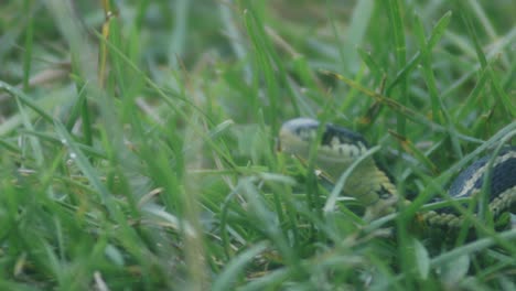 grass snake crawling on the green grass