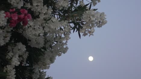 Bush-of-flowers-tilt-shot,-with-blurry-background-of-full-moon,-tilt-shot