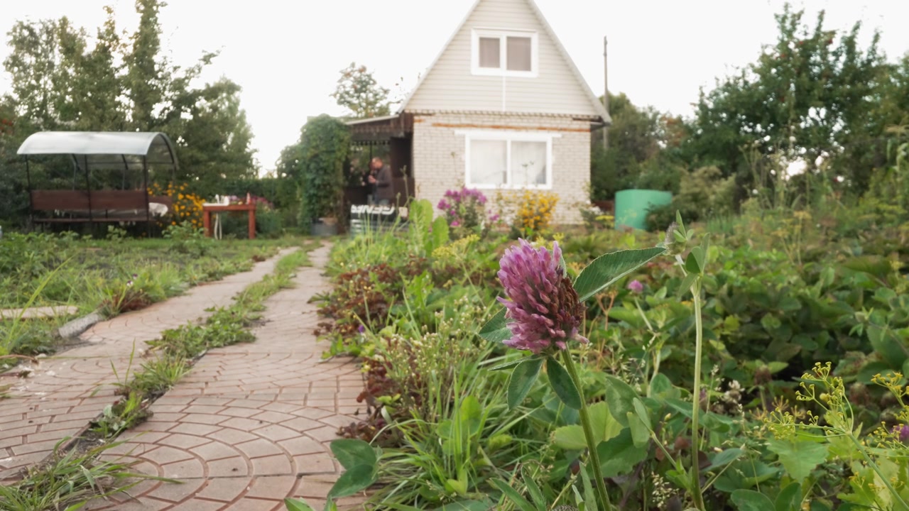 Paarse klaverbloem in een landelijke tuin met een huis op de achtergrond